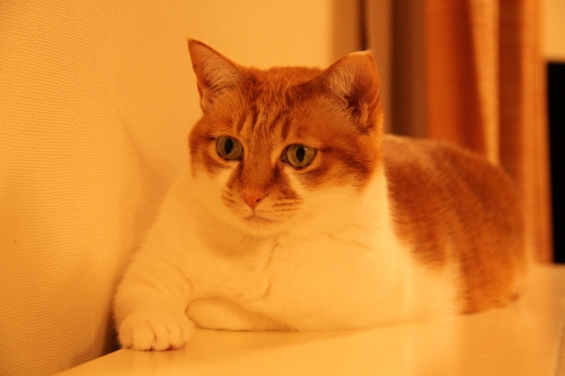 Cat pictures｜早く暖かくニャれ♡メルでーす！