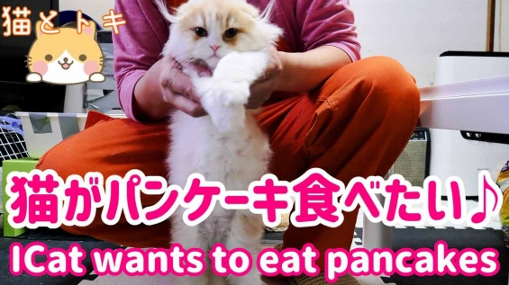 Cat pictures｜小猫達のパンケーキ食べたい！をやってみた