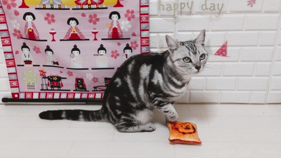 Cat pictures｜ティコの雛祭り