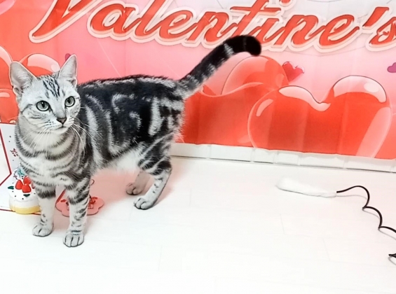 Cat pictures｜ティコのバレンタイン