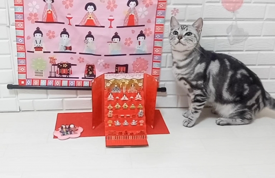 Cat pictures｜ティコの雛祭り