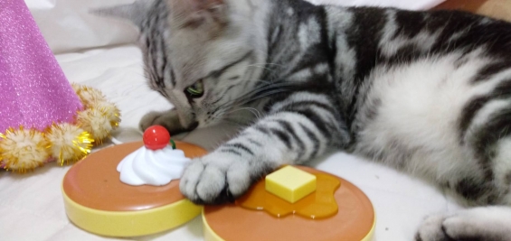 Cat pictures｜今日のモーニングはホットケーキ