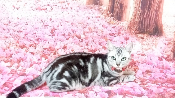 Cat pictures｜花の中の猫天使1