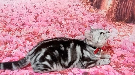 Cat pictures｜花の中の猫天使2