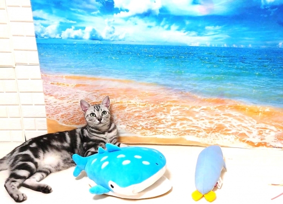 Cat pictures｜ティコの海水浴