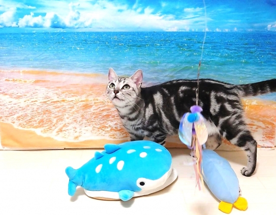 Cat pictures｜ティコの海水浴2