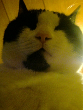 Cat pictures｜雪だるま？