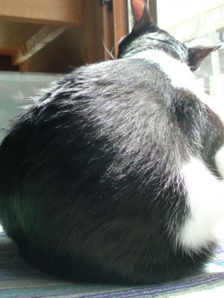Cat pictures｜巨尻