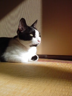 Cat pictures｜シリアスタッチ
