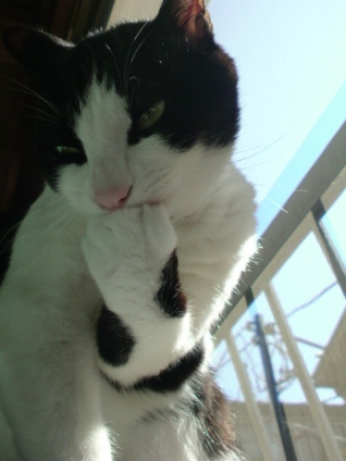 Cat pictures｜グシシシ