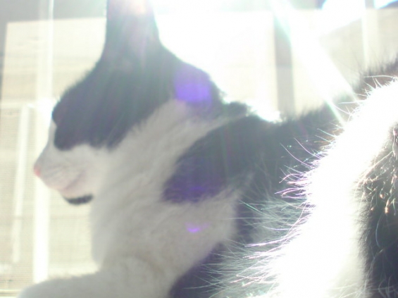 Cat pictures｜ピカモフ
