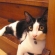Cat pictures｜美少女？