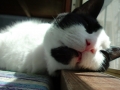 この猫のせいです。
