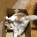 ねこ丸出し。