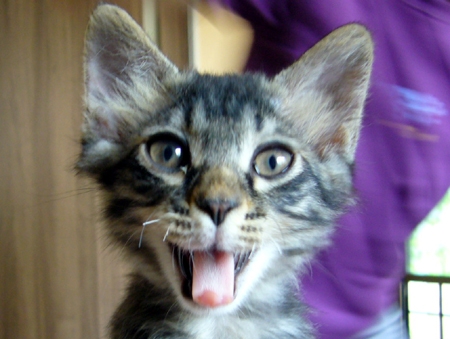 Cat pictures｜どや顔