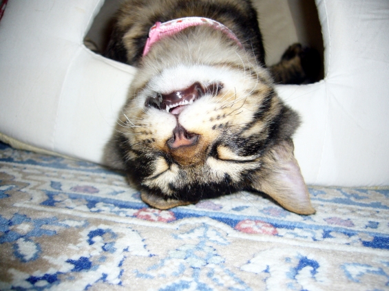 Cat pictures｜まるの寝顔