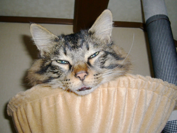 Cat pictures｜お～怖！！