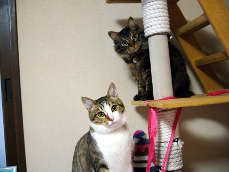Cat pictures｜はなまる　仲良し