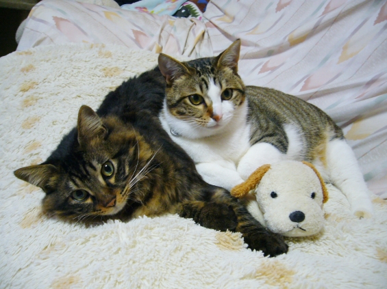 Cat pictures｜なかよし