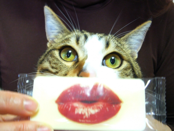 Cat pictures｜はな　唇チョコ！　　怖