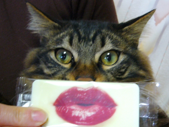 Cat pictures｜まる　唇チョコ！　　みょ～に・・・