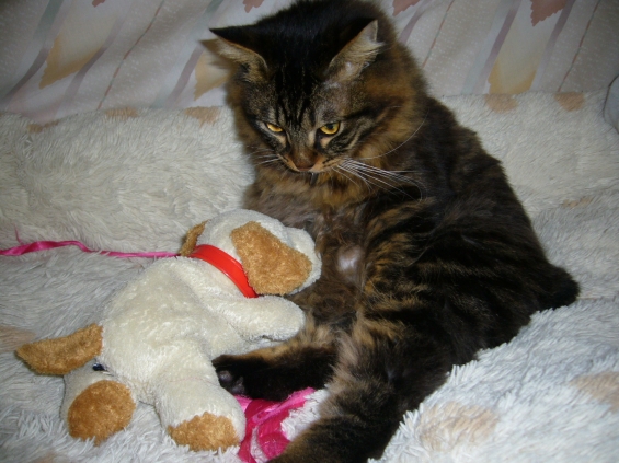 Cat pictures｜お兄さん　？
