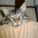 Cat pictures｜お～怖！！