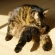 Cat pictures｜まる、ヨガポーズ