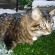 Cat pictures｜まる　雪