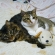 Cat pictures｜なかよし