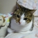 Cat pictures｜なに？