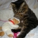 Cat pictures｜お兄さん　？