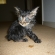 Cat pictures｜未確認生物