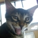 Cat pictures｜ぐゎ！