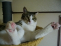 はなまる　はなおっ広げ