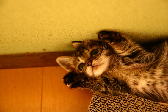 Cat pictures｜ばんざ～い