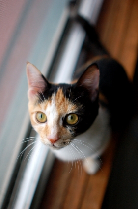 Cat pictures｜わたちも家族がほちい。