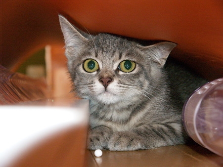 Cat pictures｜福島保護猫3