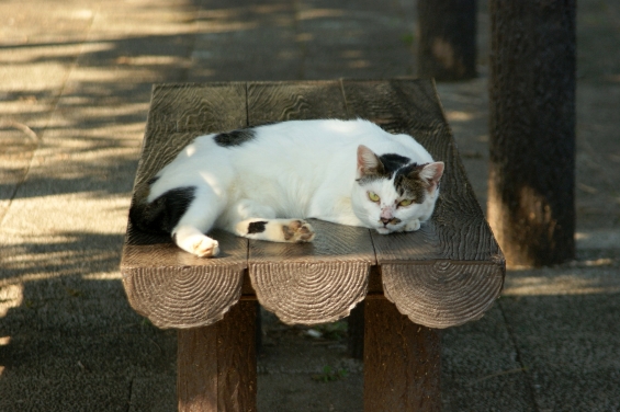 Cat pictures｜おこすにゃよっ！