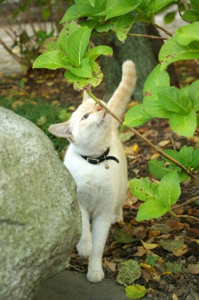 Cat pictures｜鼻がかゆいの。