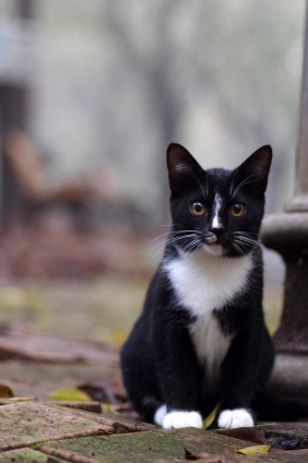 Cat pictures｜パリにゃん