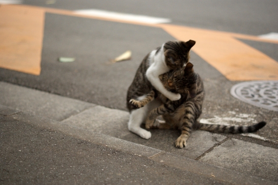 Cat pictures｜兄弟げんか？