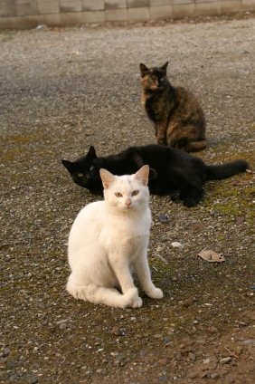Cat pictures｜しろくろさびにゃん
