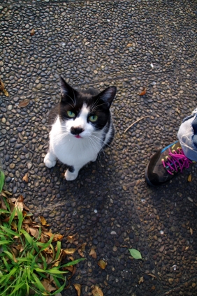 Cat pictures｜記念撮影