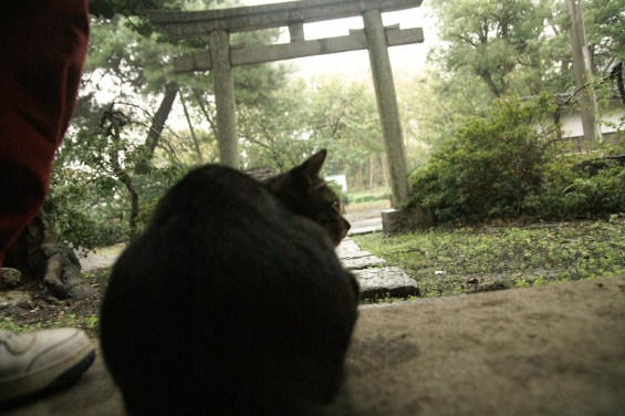 Cat pictures｜いっしょに雨宿り