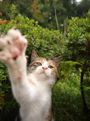 Cat pictures｜ていっ！ていっ！
