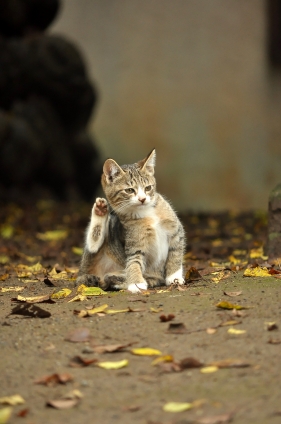 Cat pictures｜かいかい・・・・・