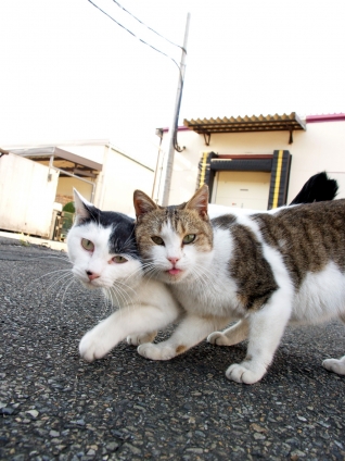Cat pictures｜撮って撮って～