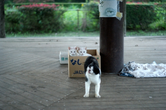 Cat pictures｜捨てるな！！！