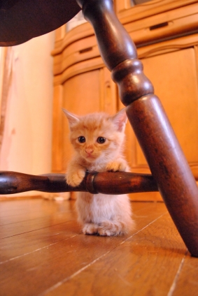 Cat pictures｜たっちできたよ～